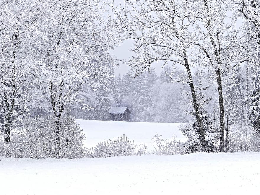 neu, bosc, cabina, hivern, nevades, fred, refugi, arbres, boscos, naturalesa, paisatge
