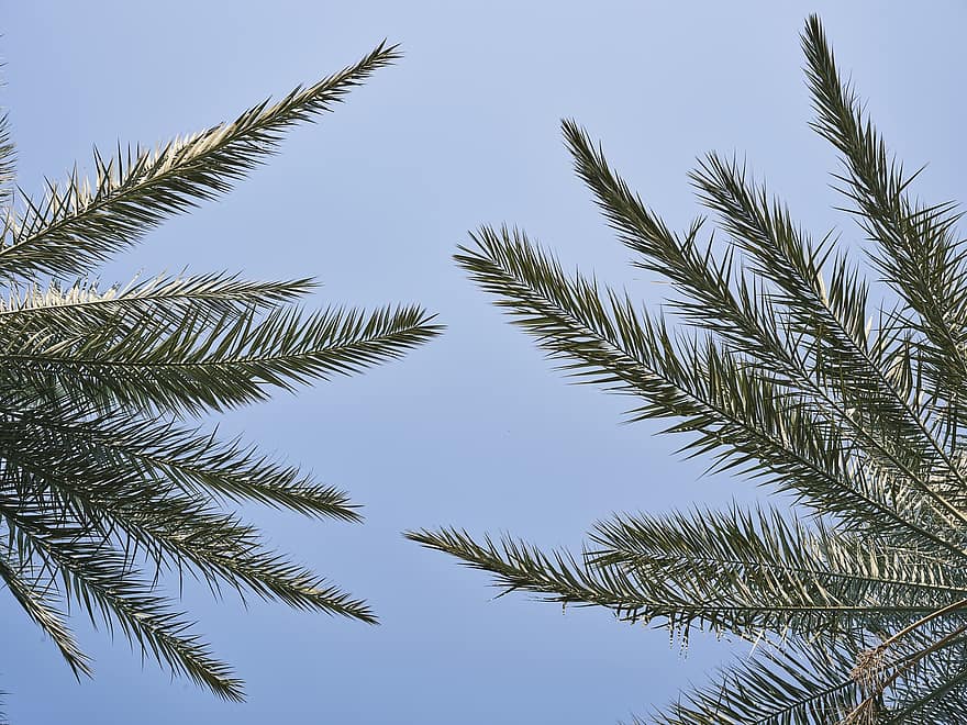 Tree, Leaf, Palm, Trip, Herb, Forest, Branch, Season, Holiday, Weather, Park