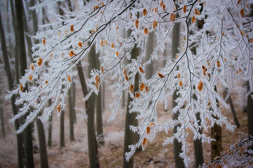 бук, ветви, мороз, снег, зима, изморозь, холодно, иней, замороженный, дерево, буковый лес