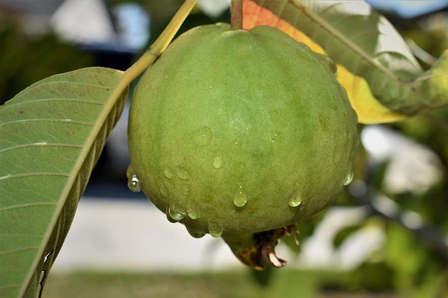 guava, fruit, voedsel, vers, gezond, rijp, biologisch, zoet, produceren, oogst, dauwdruppels