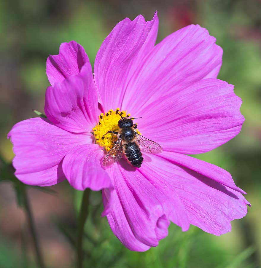 abeja, insecto, flor, cosmos, polinización, flor Purpura, floración, planta, jardín, naturaleza, de cerca