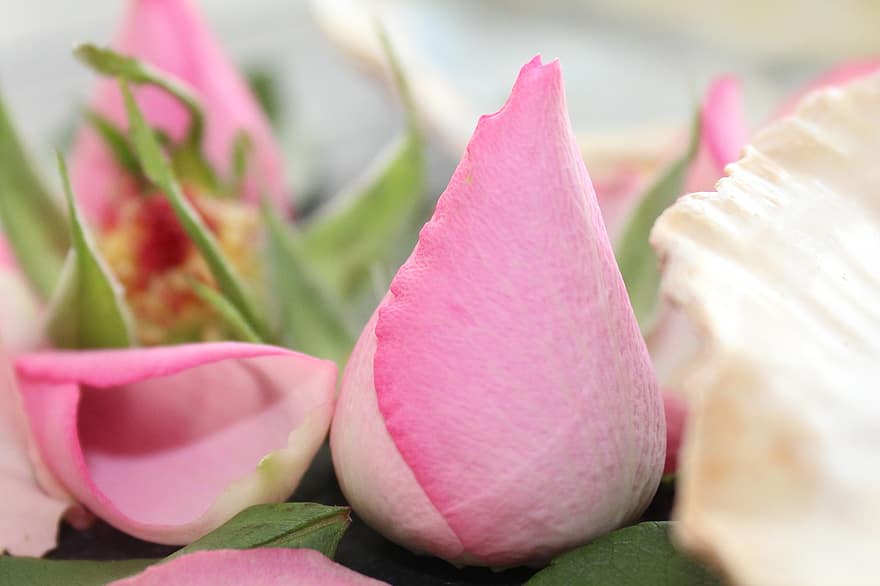 rozes, rozā rozes, rozā rozā ziedlapiņām, ziedi, rozā ziedi, rožu ziedlapiņas, raksturs, dekoru, apdare, pušķis, tuvplāns