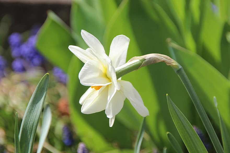 Daffodil, Flower, Garden, White Flower, Petals, White Petals, Bloom, Blossom, Flora, Plant, Nature