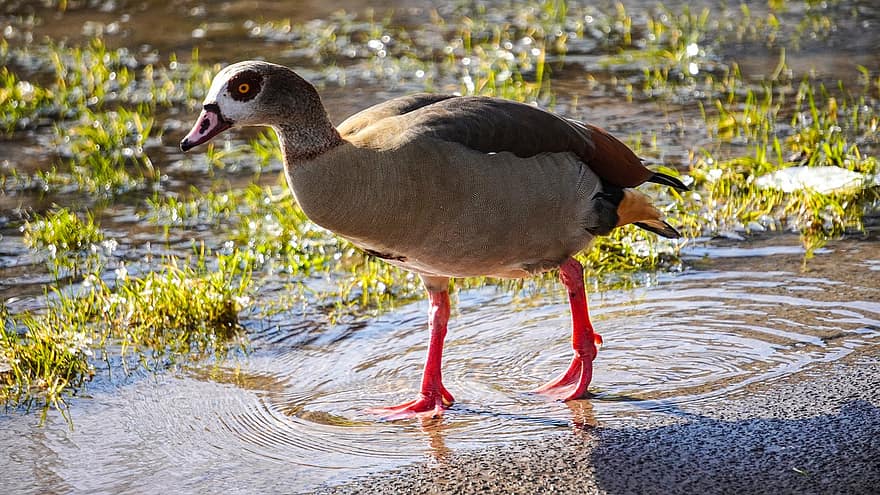 Egyptian Goose, Bird, Waterfowl, Animal, Water Bird, Beak, Plumage, Feathers, Lake, Water, Animal World