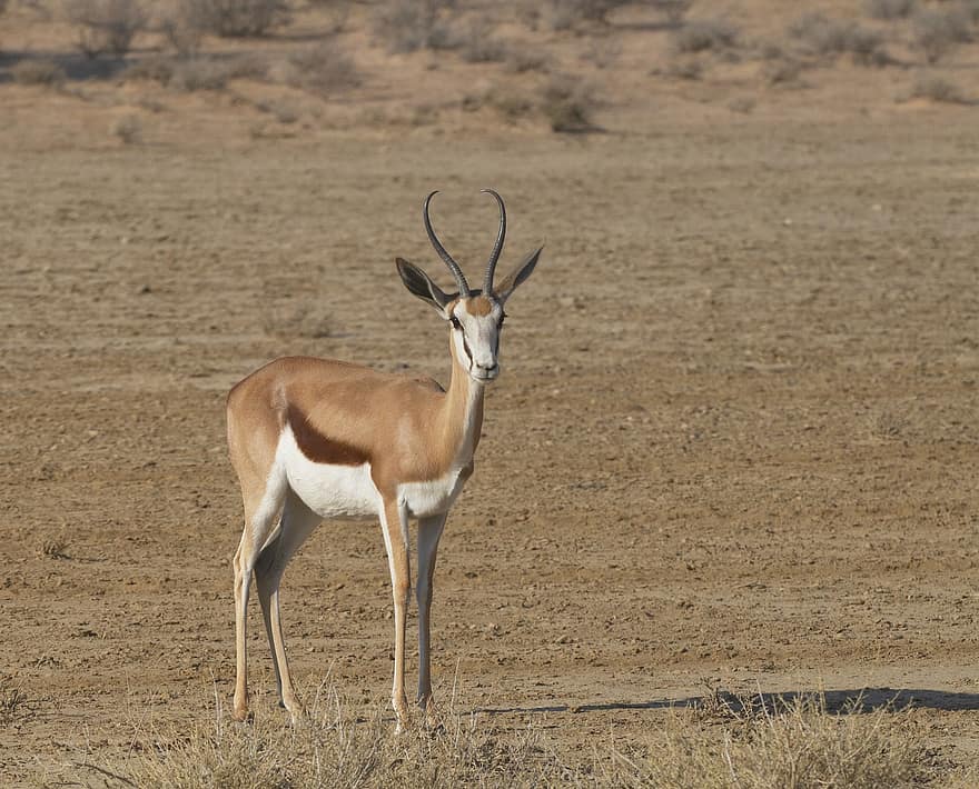 impala, tavaszi buck, bak, szarvak, emlős, síkság