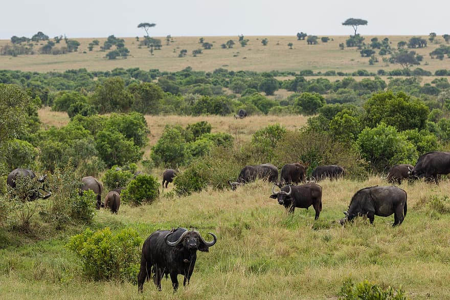 waterbuffels, dieren, weide, Afrikaanse Buffels, Kaapse buffels, zoogdieren, dieren in het wild, veld-, begrazing, wildernis, safari
