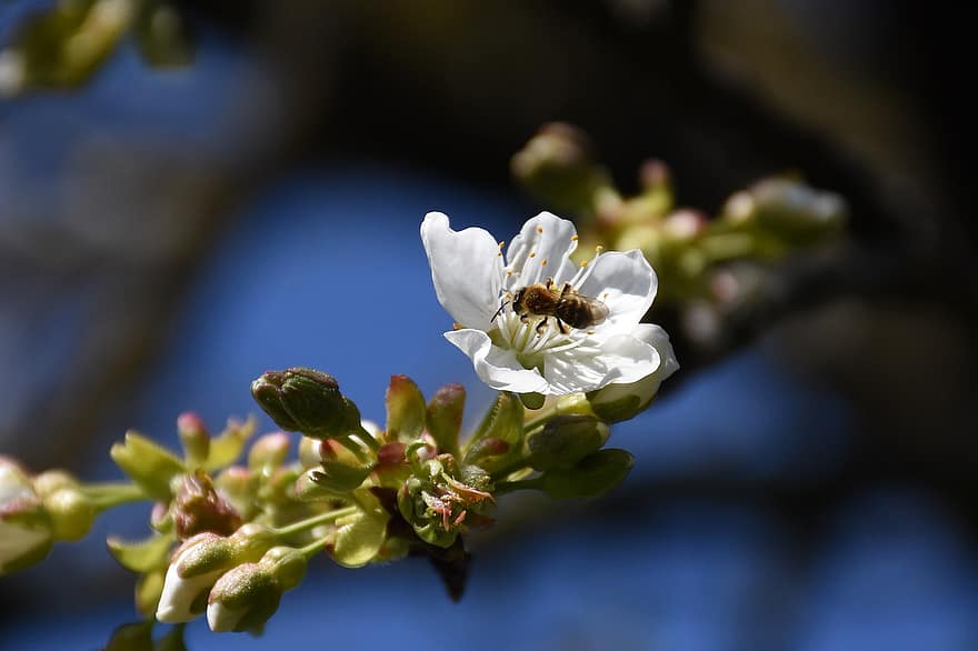 abelha, inseto, flor, botões, ramo, polinização, Primavera, Flor branca, árvore, pereira, jardim