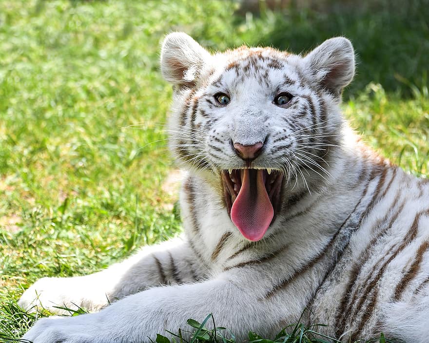 tigre, Tigre branco, filhote, tigre novo, filhote de tigre, felino, animal, selvagem, animal selvagem, região selvagem, animais selvagens