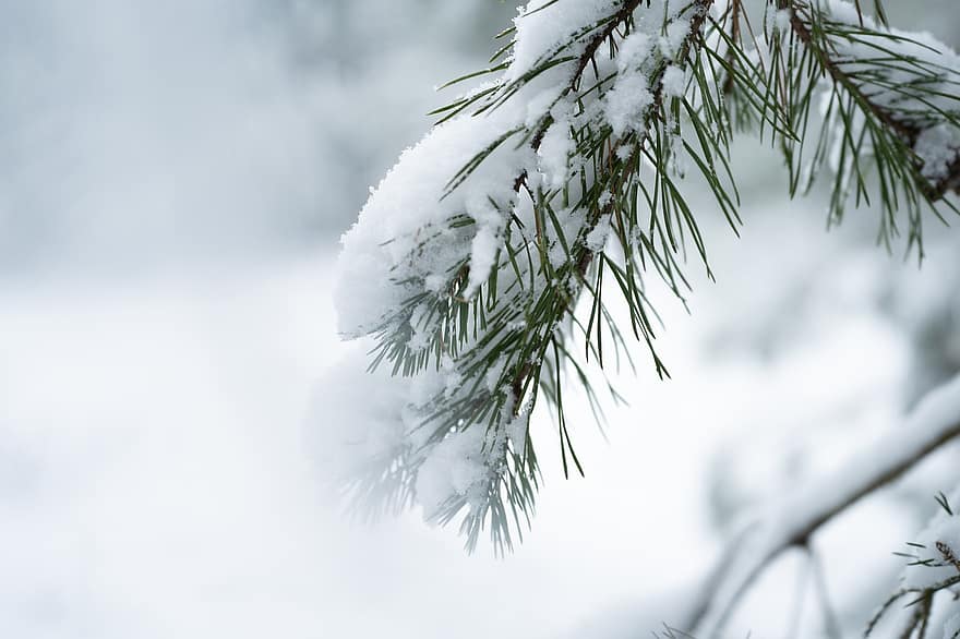dennenboom, tak, sneeuw, vorst, bevroren, ijs-, winter, koude, winters, besneeuwd, Spar