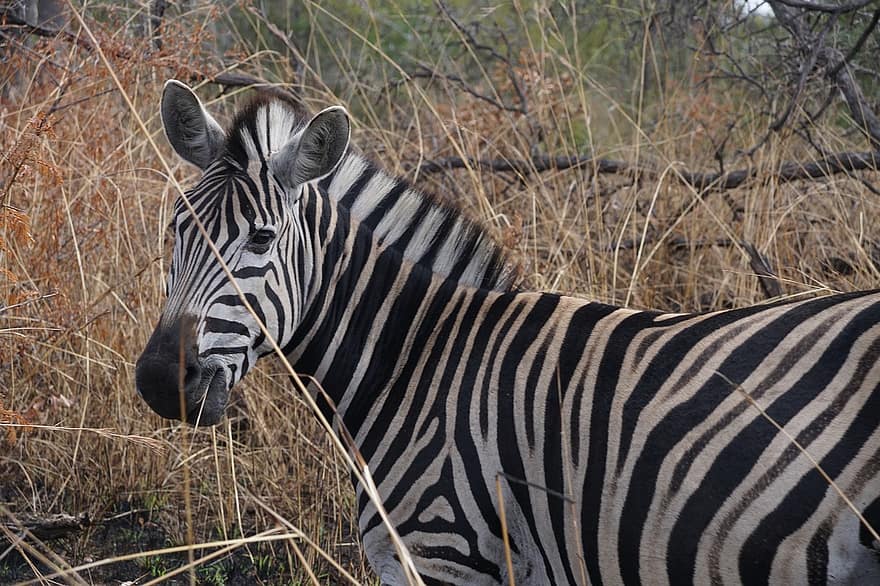 zebra, hewan, safari, kuda, mamalia, garis-garis, margasatwa, fauna, gurun, alam, Afrika