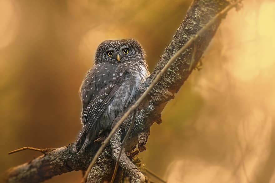 Eurasian Pygmy Owl, Bird, Perched, Owl, Bird Of Prey, Animal, Feathers, Plumage, Beak, Bill, Bird Watching