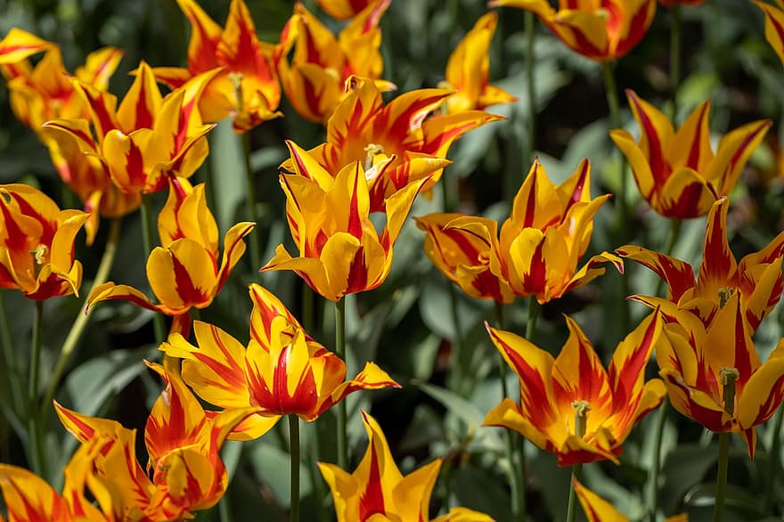 тюльпаны, цветок, весна, желтый красный тюльпан, природа, Флора, прекрасный, многоцветный, желтый, тюльпан, завод