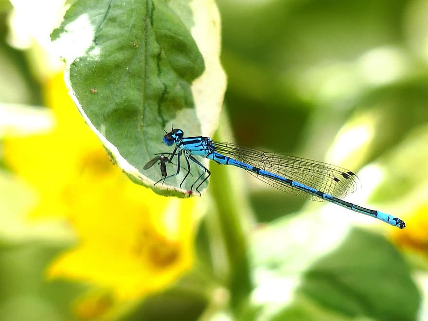 azurblå damselfly, damselfly, blad, anlegg, dragonfly, insekt, zygoptera, natur, sommer