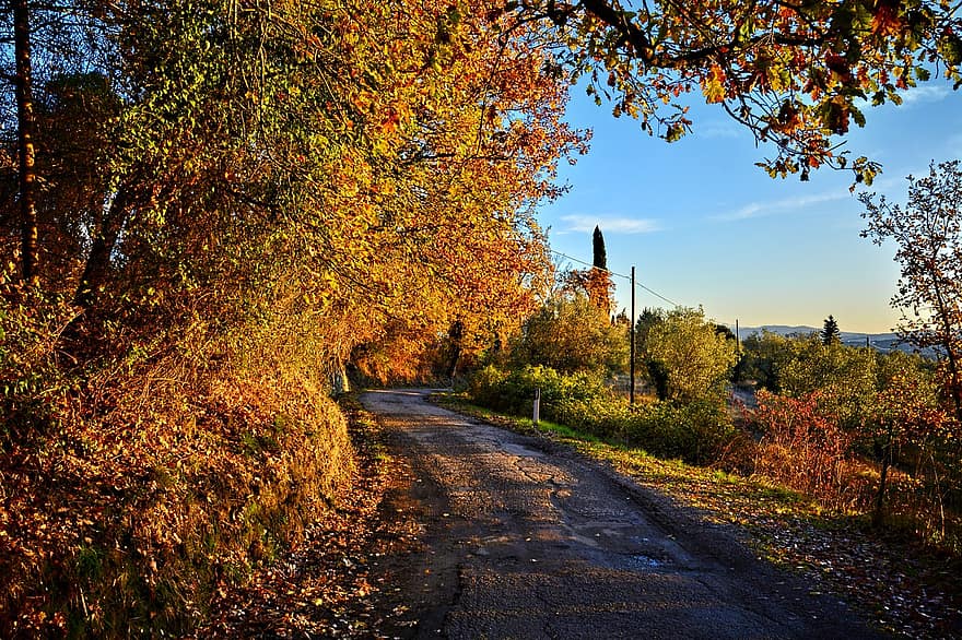 út, fák, vidéki út, vidéki, vidéki táj, Via Delle Tavarnuzze, Firenze, Toszkána, chianti, ősz, fa