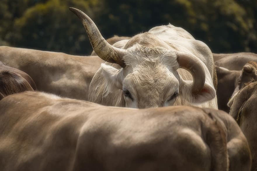 Cows, Cattle, Agriculture, Farm, Animal, Nature, Pasture, Rural, Mammal, Horns