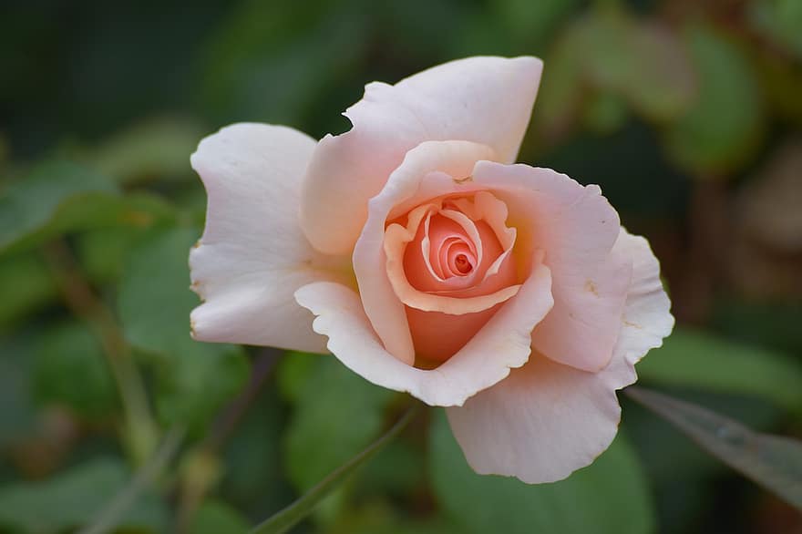 Rose, Pastellfarbe, Pastell-, Farbe, romantisch, Natur, Pflanze, Blumen-, Blume