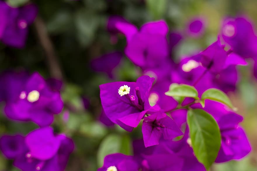 flor Purpura, jardín, belleza, regalos, Navidad, planta, de cerca, hoja, flor, verano, púrpura