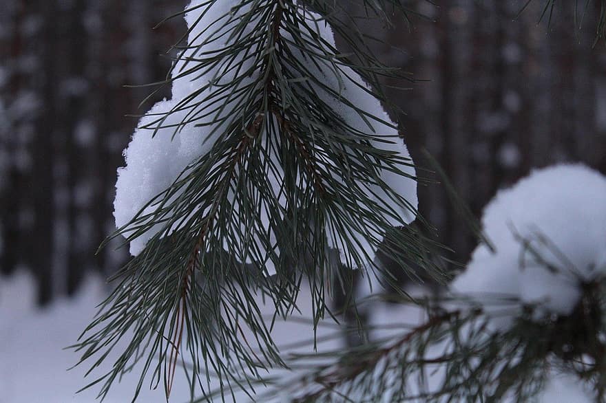 fenyőfa, hó, téli, erdő, fa, évszak, ág, tűlevelű fa, közelkép, háttérrel, fagy