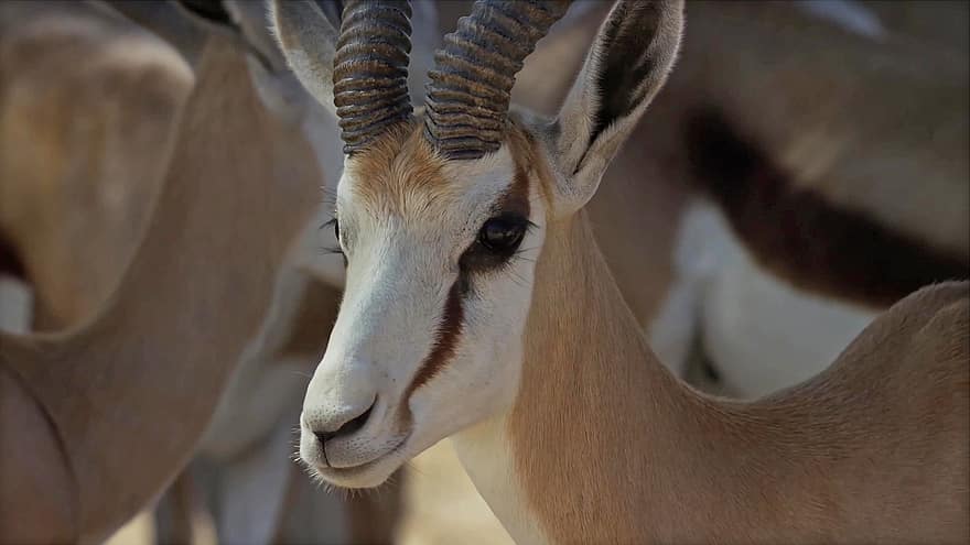 Antelope, Wildlife, Animal, Mammal, Nature, Safari, Wilderness, Gazelle, horned, africa, close-up