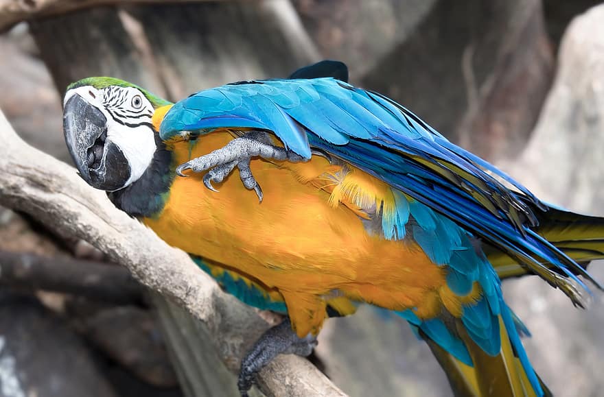 macaw, burung, hewan, burung beo, margasatwa, bulu burung, cabang, bertengger, alam, mengamati burung, biru