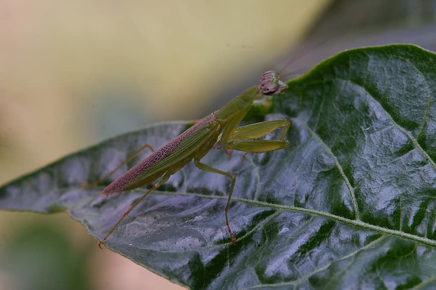 Insect, Mantis, Leaf, Nature, close-up, macro, green color, invertebrate, locust, animals in the wild, arthropod