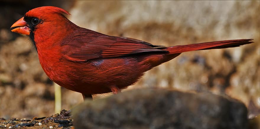 ocell, cardenal, vida salvatge, vermell, masculí, aviària, songbird, retrat