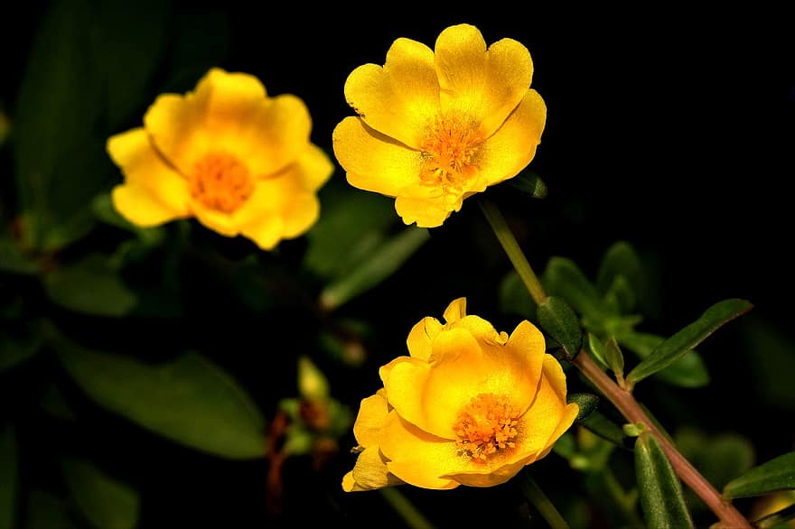 Portulaca, Flowers, Purslanes, Yellow Flowers, Petals, Yellow Petals, Bloom, Blossom, Plant, Flora