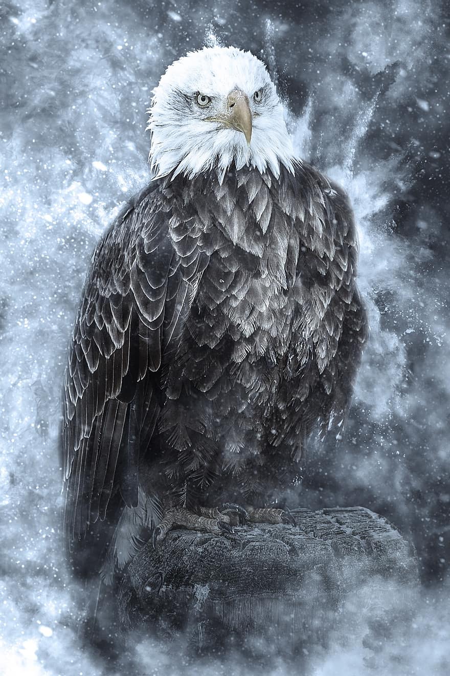 белоголовый орлан, орел, снег, метель, птица, животное, хищная птица, раптор, живая природа, хищник, перья