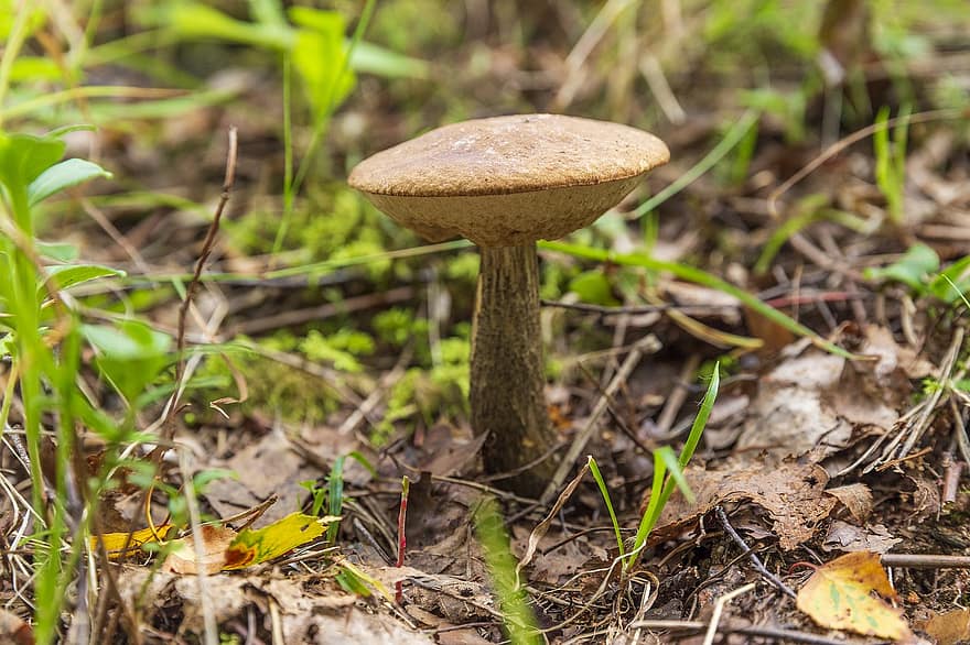 гриб, грубий боровик, грибки, грибок, ліс, сезон, свіжий, прогулятися