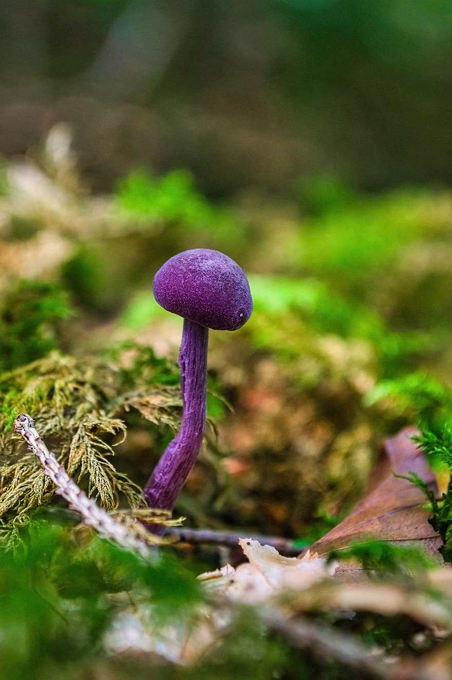 гриб, мох, листя, Воронка з фіолетовою фарбою, лаккарія аметистина, Фіолетовий блакитний, синюшний, фіолетовий