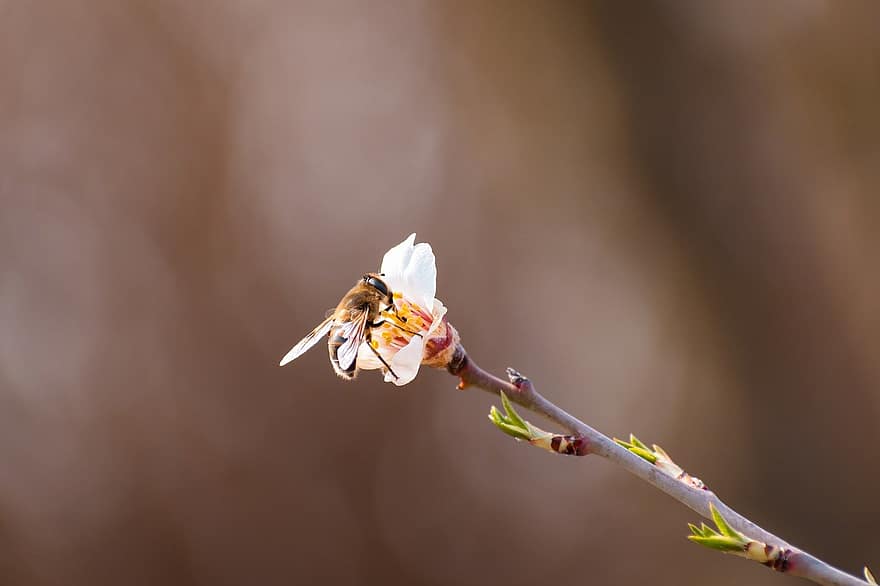 бджола, комаха, цвітіння мигдалю, квіти, запилення, весна, рожеві квіти, цвітіння, відділення, дерево, природи