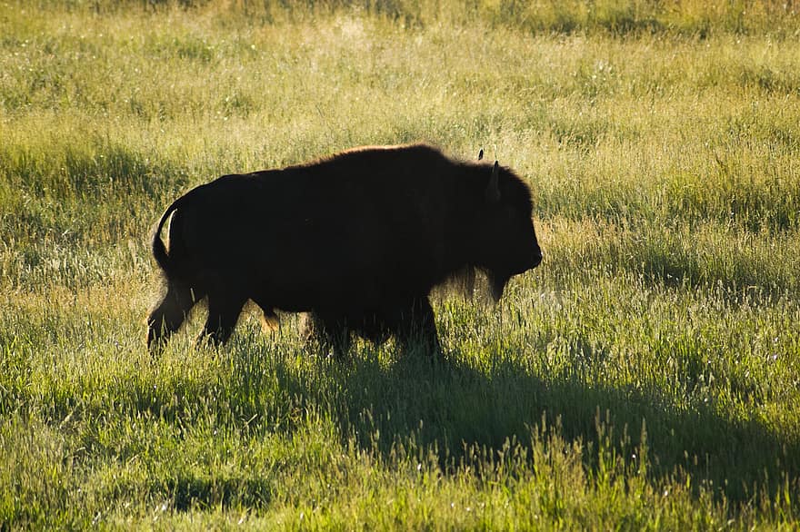 bison, äng, betning, buffel, silhuett, soluppgång, landskap, gräs, djur i det vilda, bruka, nötkreatur