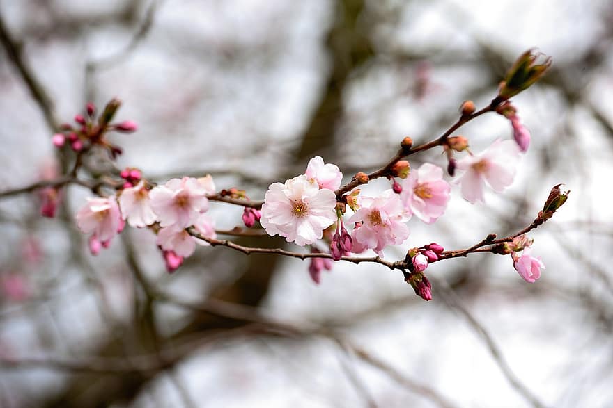 japonský třešňový květ, strom květy, jarní probuzení, růžový, strom, květ, třešňové květy, větev
