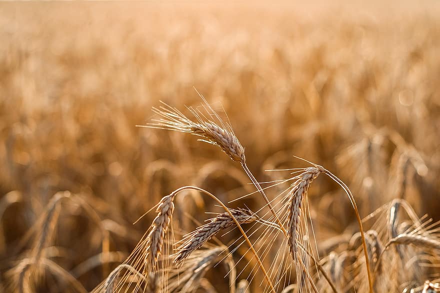 поле, пшениця
