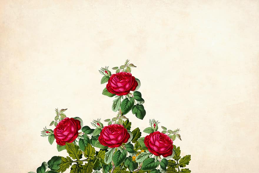 Flower, Floral, Background, Border, Garden Frame, Vintage, Card, Art, Wedding, Design, Hand Made
