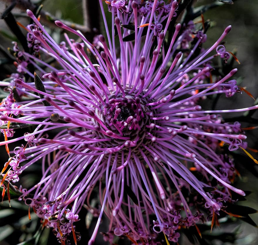 Rose Coneflower, màu tím, bông hoa, hoa, Thiên nhiên, hoa dại, miền tây nước Úc, hệ thực vật
