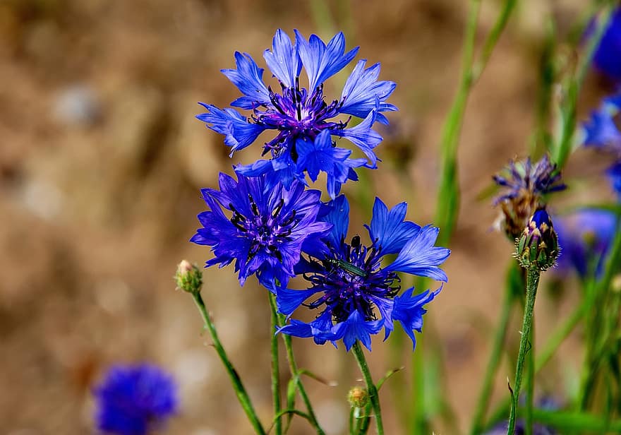 cornflower, azul, campo, flores silvestres