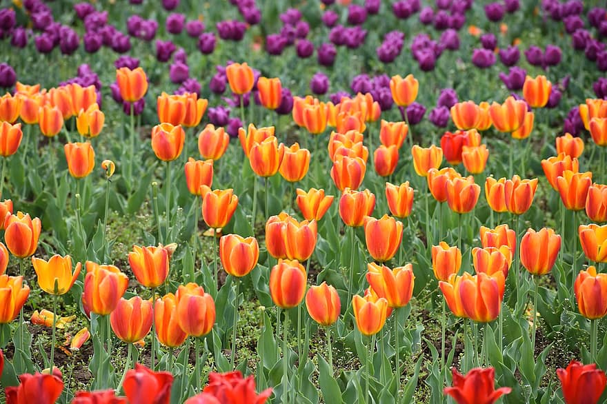 những bông hoa, Hoa tulip, mùa xuân, Thiên nhiên, srinagar, kashmir, vườn, hoa, thực vật học, theo mùa, hoa tulip