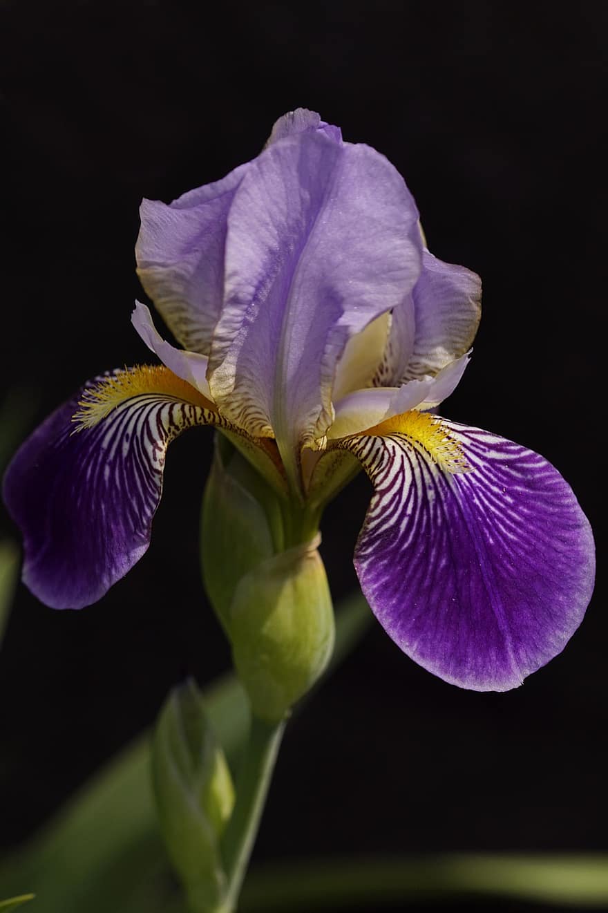 espada lily, iris, iris barbudo, flor Purpura, flor, floración, flora, de cerca, planta, pétalo, cabeza de flor