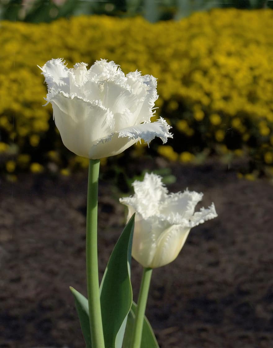 tulipani arricciati, fiore, bianca, fantasia, giardino