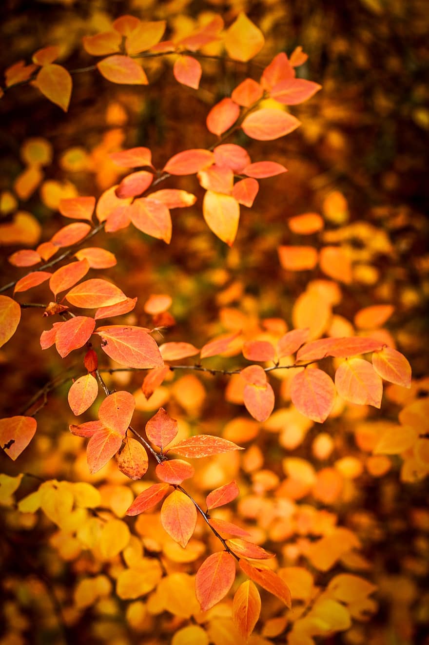Leaves, Tree, Autumn, Fall, Branch, Foliage, Plant, Flora, Park, Nature
