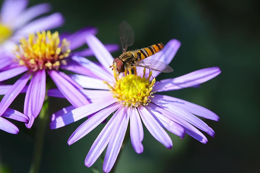 Bie, blomst, petals, krysantemum, anlegg, høst, flora, nærbilde, makro, insekt, sommer