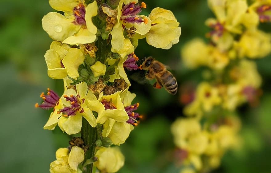 bi, insekt, blomst, nektar, honning, pollen, bestøvning, planter