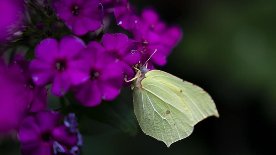 papillon de soufre, papillon, fleurs, gonepteryx rhamni, ailes, insecte, pollinisation, verveine, plante, la nature, macro