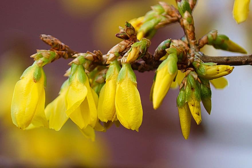 Forsythia, Ornamental Shrub, Bloom, Yellow, Spring, Gold Bells, Golden Lilac, Blossom, Garden Forsythia, Shrub, Oleaceae