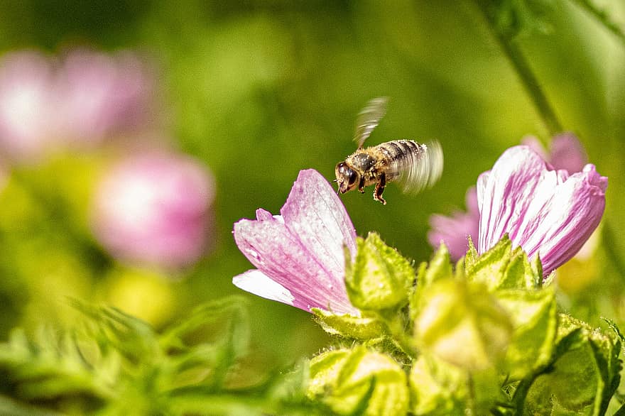 бджола, комаха, політ, квітка, крилате комаха, крила, природи, перетинчастокрилі, ентомологія, макрос, цвітіння