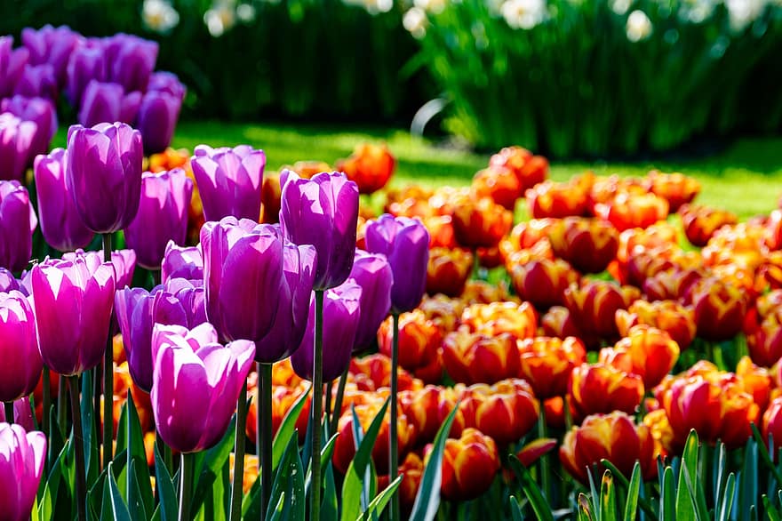 kwiaty, pole tulipanów, Eukenhof, Holandia, światło słoneczne, tulipan, kwiat, roślina, wiosna, zielony kolor, wielobarwne