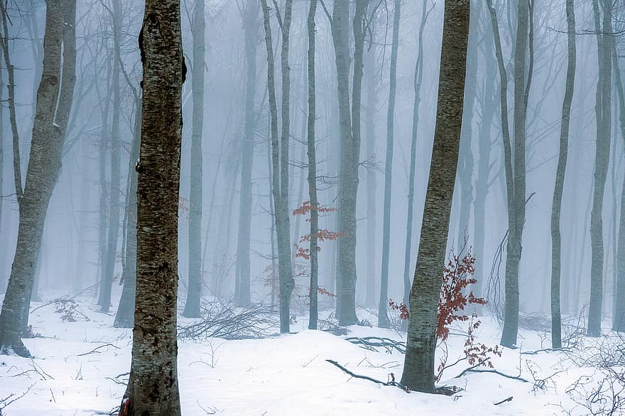 fák, erdő, hó, hegy, természet, időjárás, felhők, hideg, köd, téli, fagyott