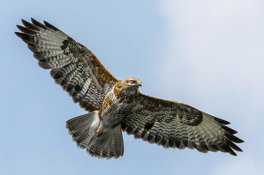 halcón, halcón volador, volador, vuelo, volar, pájaro, alas, pluma, naturaleza, depredador, fauna silvestre