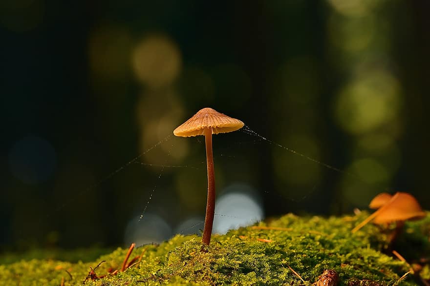 champignon, champignon vénéneux, mousse, toile d'araignée, forêt, sol de la forêt, la nature